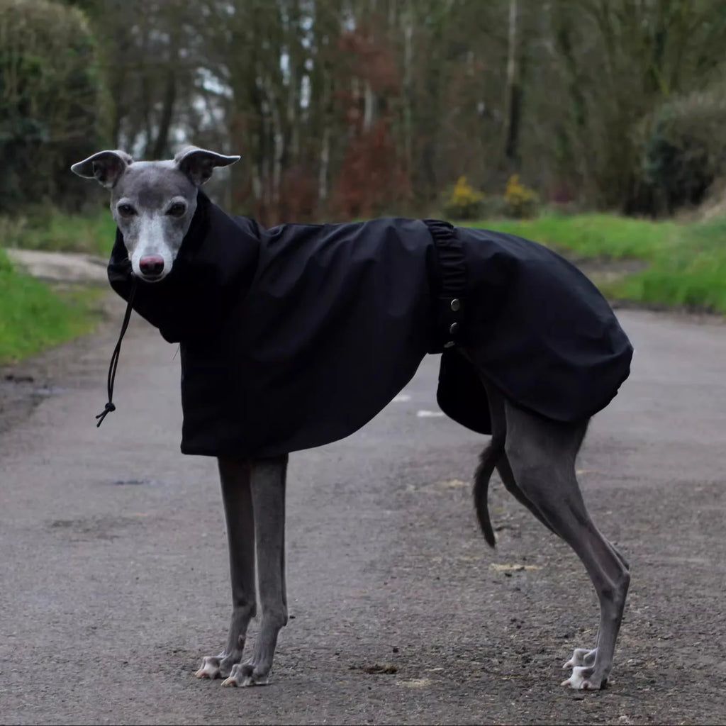 Aurex Rain Coat for Female Dogs — 3-Layer Softshell, Sighthound Cut
