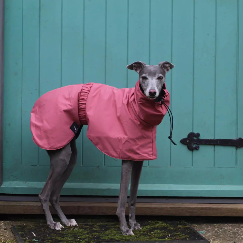 Aurex Rain Coat for Female Dogs — 3-Layer Softshell, Sighthound Cut