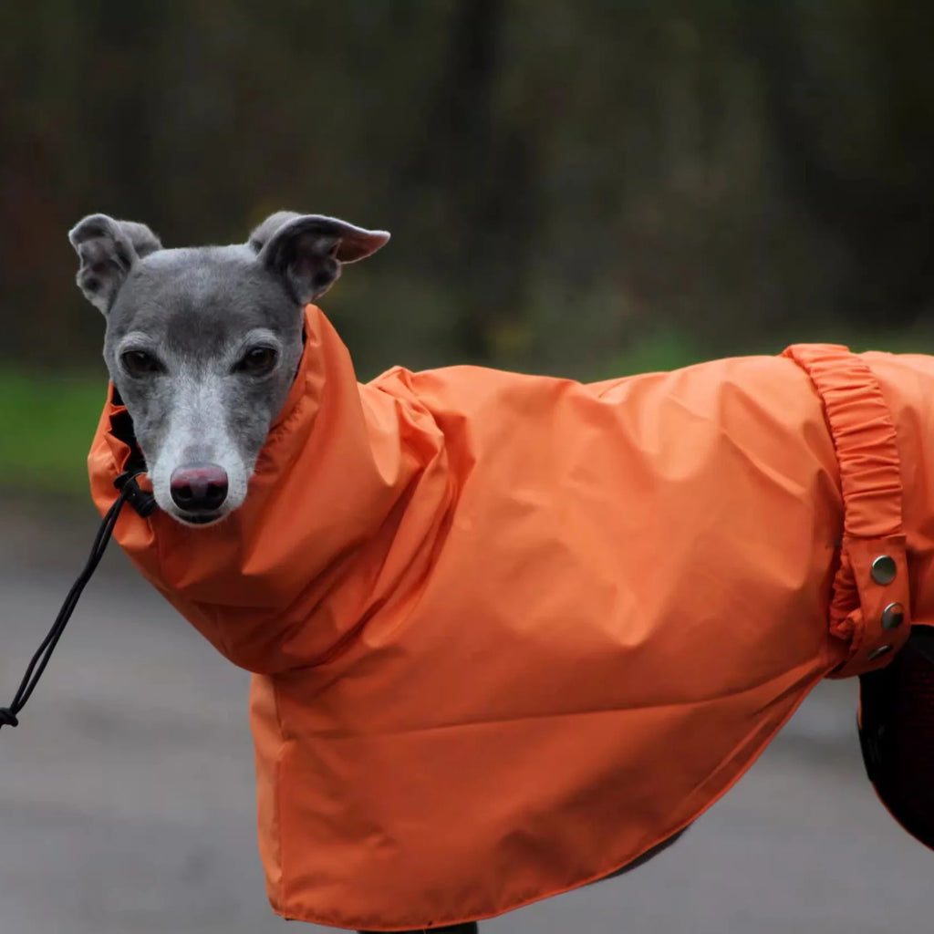 Aurex Rain Coat for Female Dogs — 3-Layer Softshell, Sighthound Cut
